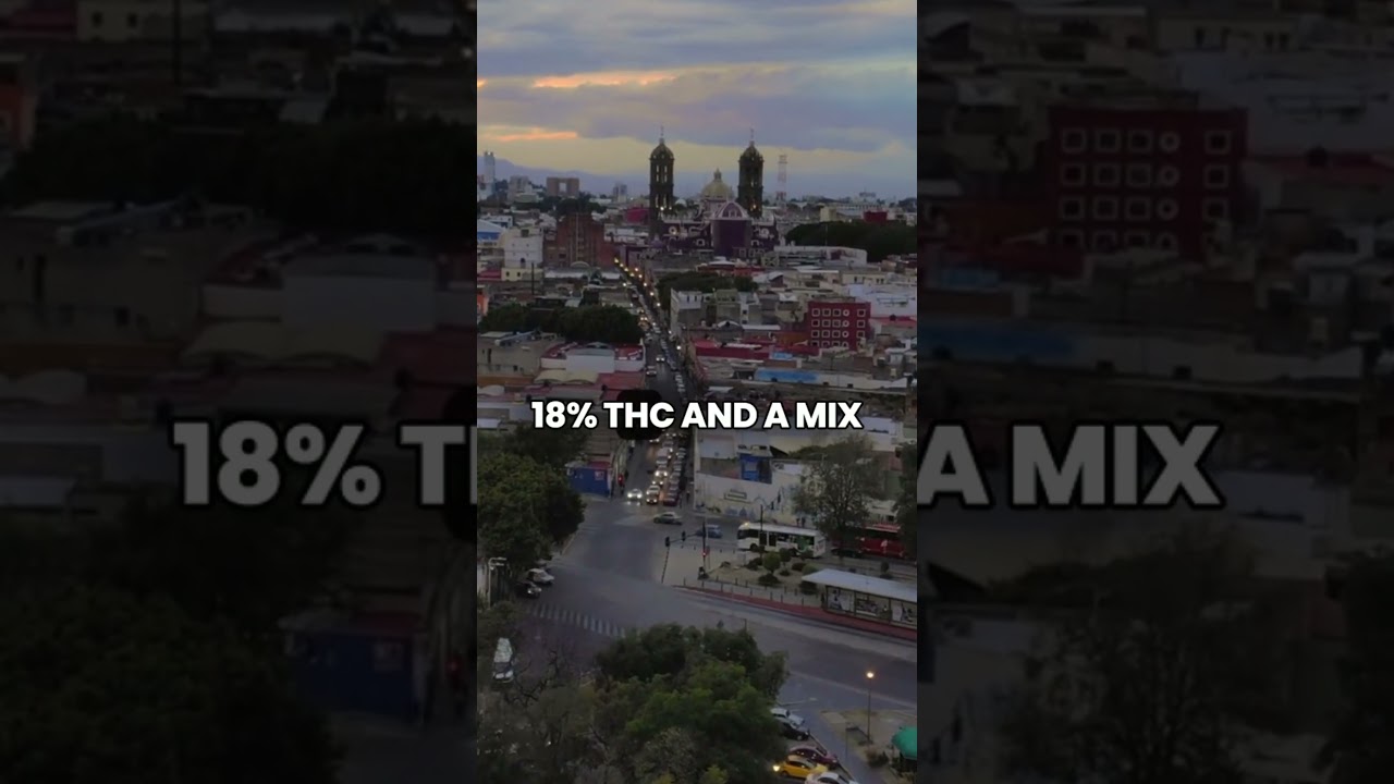 Top 5 Cannabis Strains in Mexico!