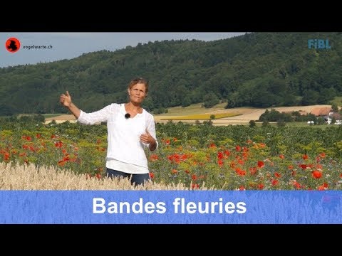 Bandes fleuries pour pollinisateurs et autres organismes utiles