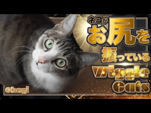 猫がお尻を振っている - Wiggle Cats -