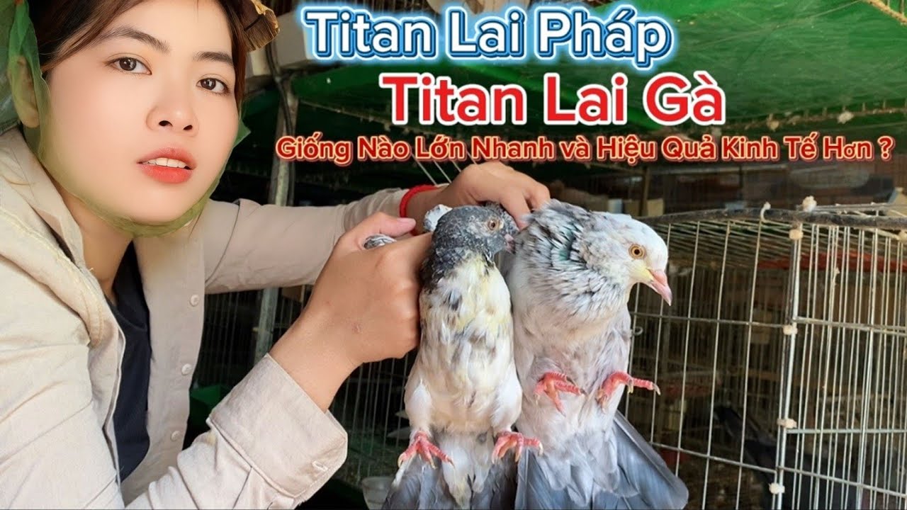 Bồ Câu Titan Lai Pháp & Titan Lai Gà – Giống nào Lớn nhanh Và hiệu quả kinh tế hơn?