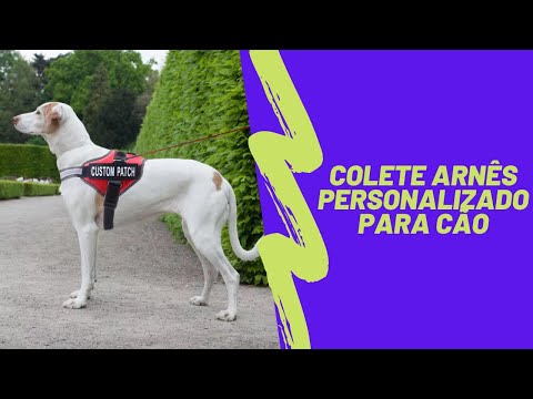 Vídeo: Obtenha O Melhor Arnês Para Cães Para O Tipo Corporal Do Seu Cão