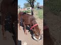 #dog 🐕 Doberman vairal #shortvideo