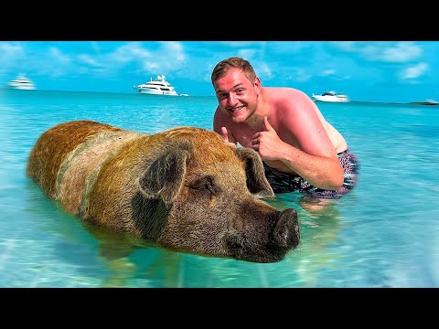 Video: Schweineinsel auf den Bahamas