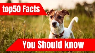 You don't know this Facts About Jack Russell Terriers | Should know | DiaryDelight