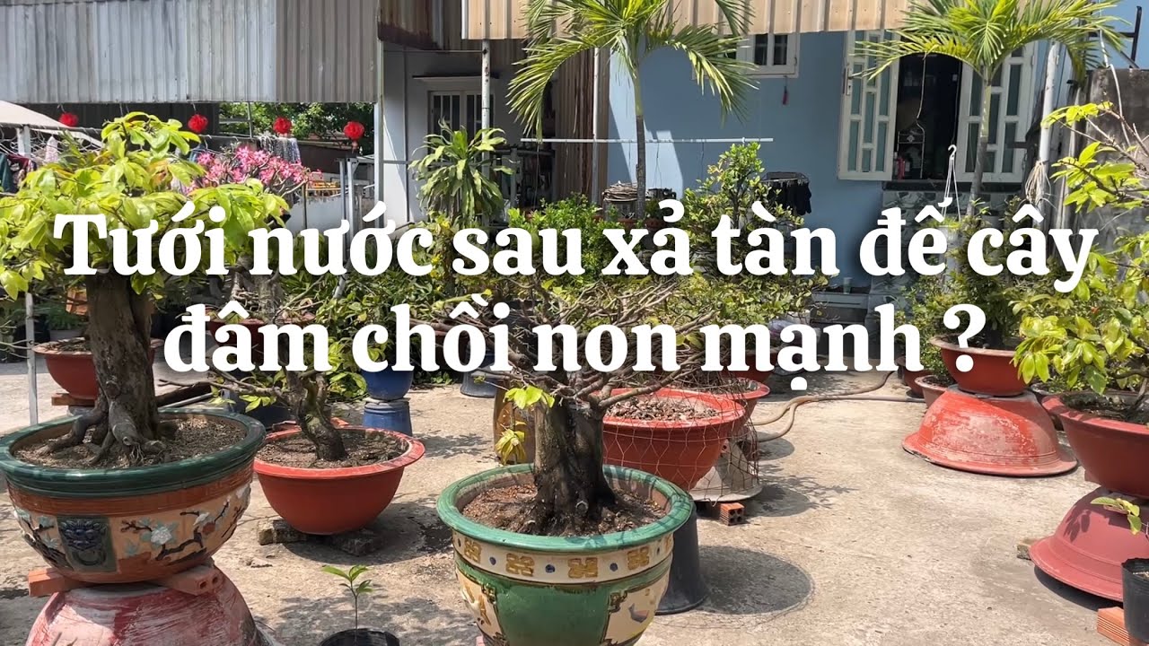 Tưới nước cho cây mai xả tàn sao cho mau đâm tược mạnh // 7-1 âl 