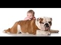 Funny English Bulldog and Baby Video Compilation - Funny Dogs and Babies - Baby Loves Dogs