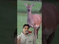 These deers are so cute #deer #wildlife #animals