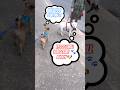 New Friend 🐾🐶 #shorts #short #ytshorts #fyp #foryou #love #dog #viral #trending #cute #cat #yt #love