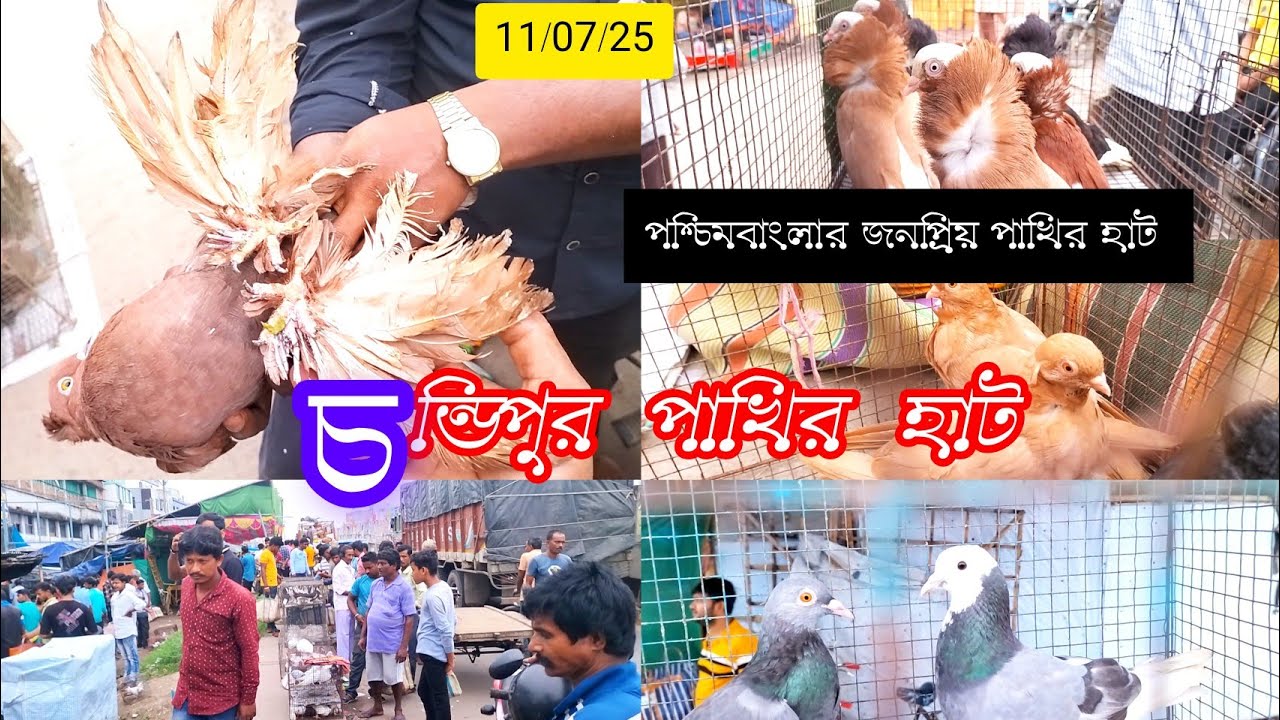 চন্ডিপুর পাখির হাট।। Recent New Video Fancy pigeons sell at a low price #chandipurkabutarmarket