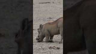 Pumba und Action 🥰 #shorts #pumba #lionking #kenya #warthogs
