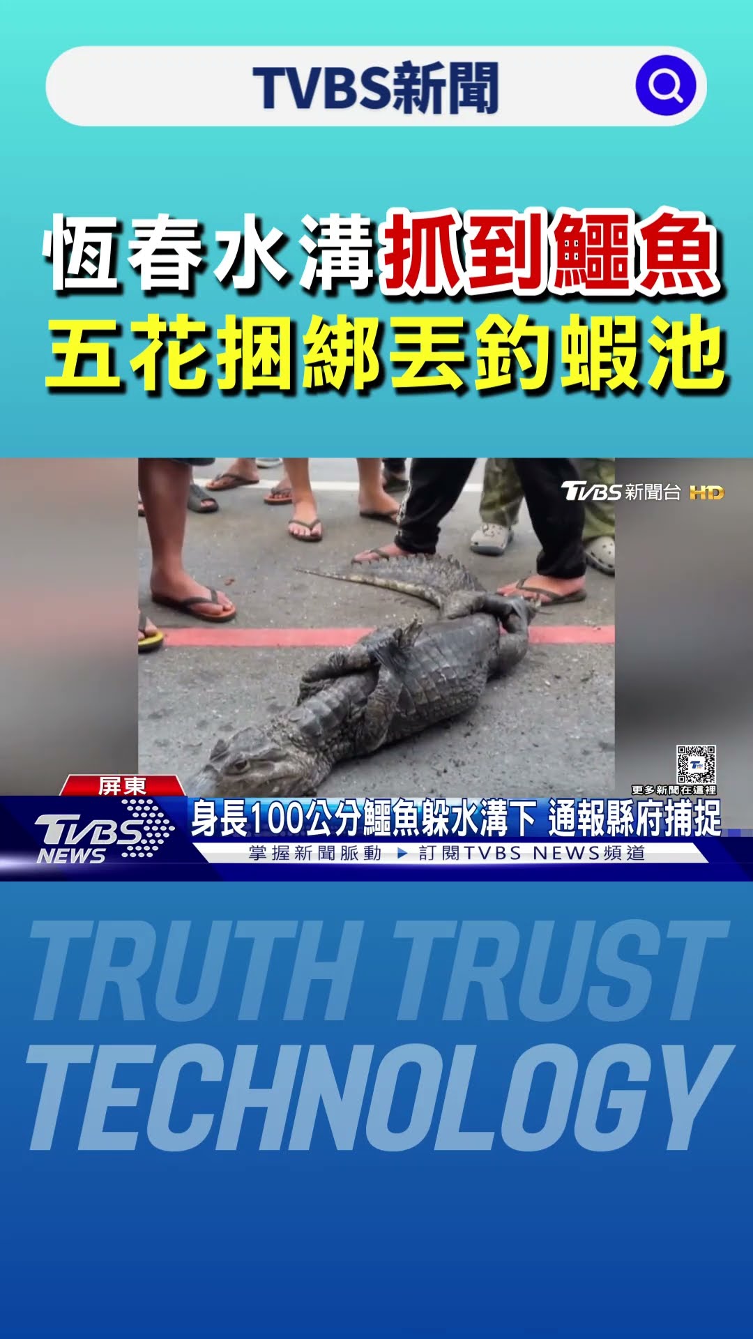 恆春街道水溝抓到鱷魚 五花捆綁丟釣蝦池 員工幫洗澎澎｜TVBS新聞 @TVBSNEWS01