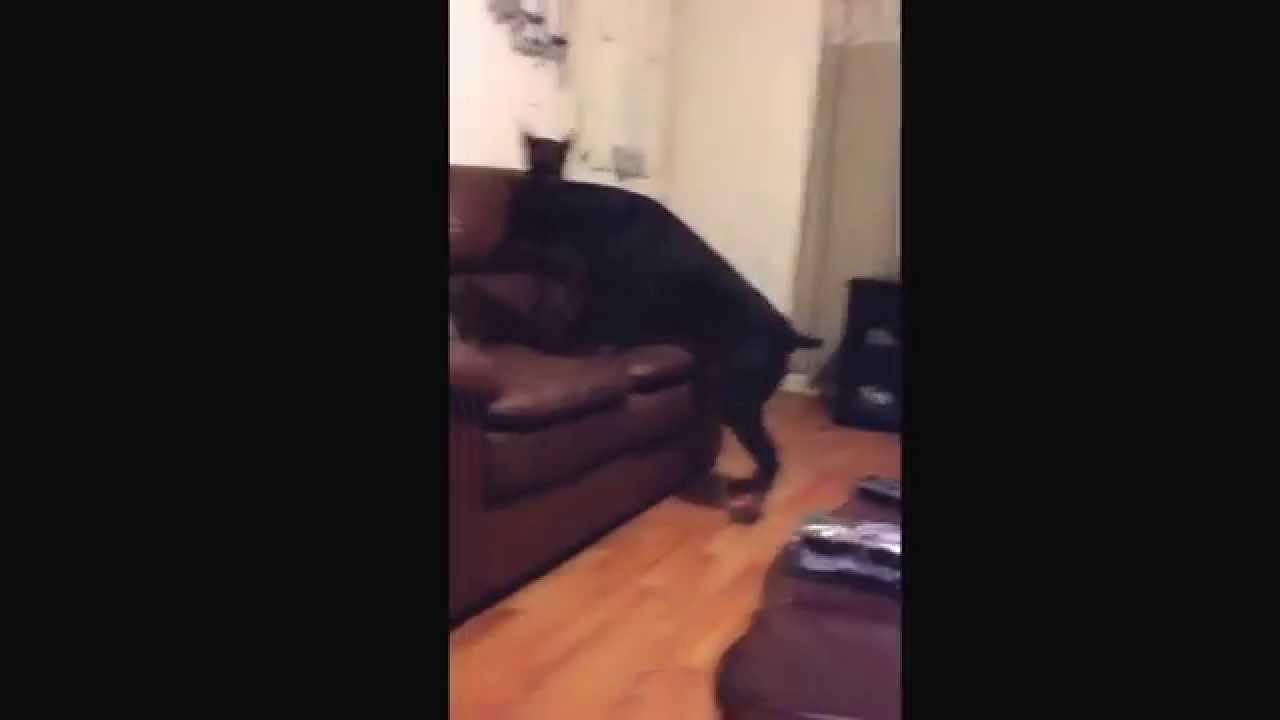 Doberman acting jealous YouTube