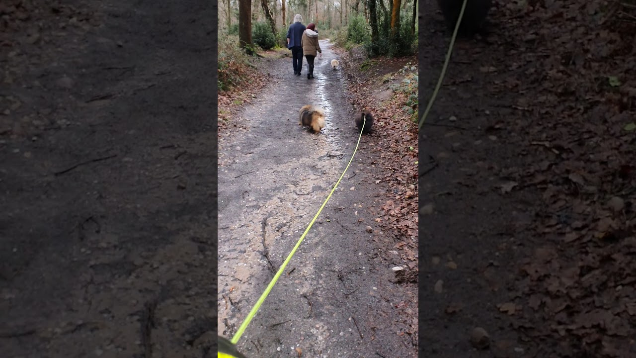 dogging in Sutton park 2