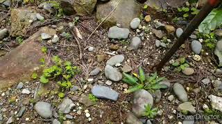 ウツギの挿し木 Youtube