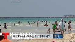 Tres ataques de tiburón en una semana en la Florida | Noticiero | Noticias Telemundo
