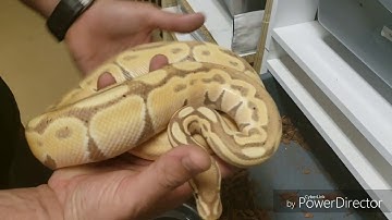 2019 ball python breeding season update..