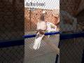 my favorite Indian breed ‎ #Shorts#Viral#Trending#ViralShorts#‎TrendingNow#youtubeshorts#kaboota‎