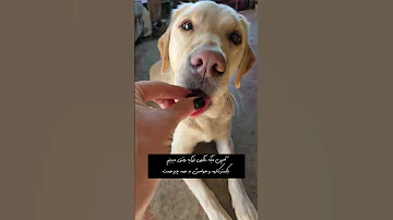 این سگ هر روز صاحبشو به گردش می بره و ازش مراقبت میکنه 