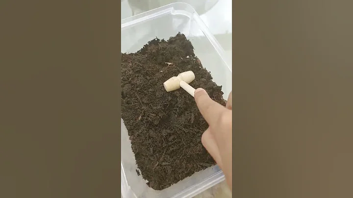 how to make a snail home rare snail
