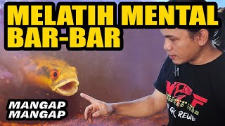 AUTO MANGAP!! TRAIN THE MENTAL CHANNA FISH UNTIL THE BARS