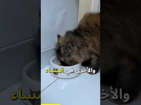 كم مرة يجب أن تطعم قطتك في اليوم