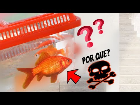 Video: ¿Qué peces pueden entrar en un tanque de agua fría?