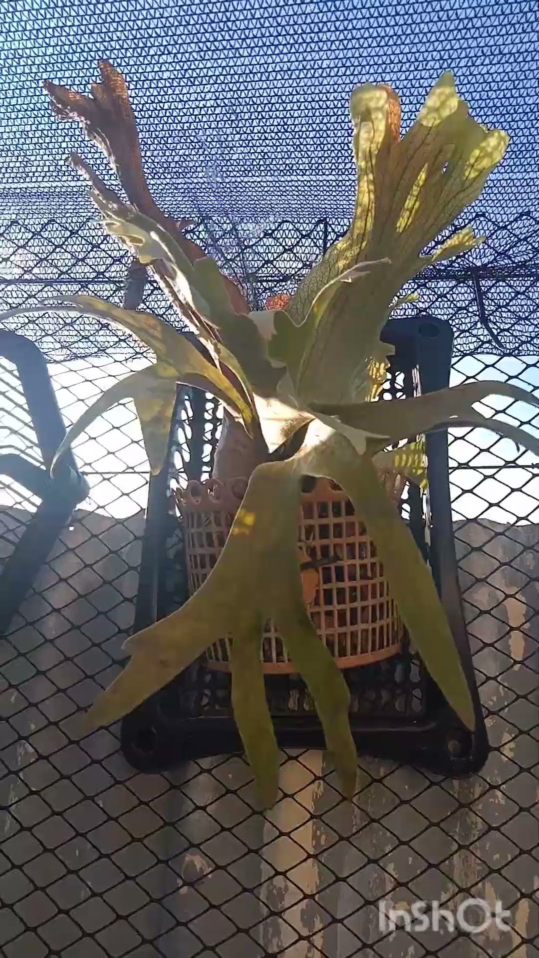 Platycerium Willinckii, mostrando particularidades do meu cultivo