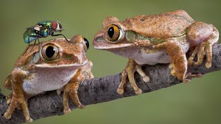 Fascinating Frogs 101: Explore Ribbiting Facts About these Amphibian Marvels! 🐸✨ #Frog #Amphibian