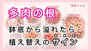 【多肉植物】多肉の根、鉢底から出てきたら植え替える！大きくする為に！