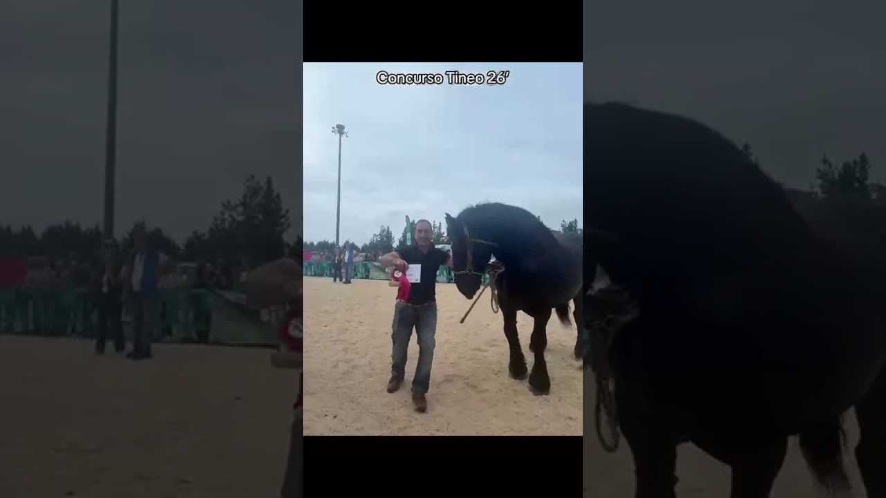 Ganados el Muro, Tineo 2026 (Asturias).