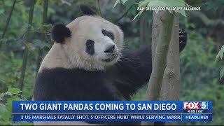 Two pandas Yun Chuan and Xin Bao are coming to the San Diego Zoo