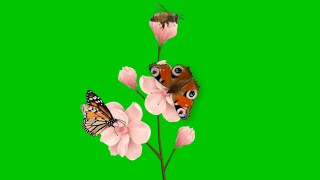 Erfly On Flowers Green Screen Overlay Animation Effects