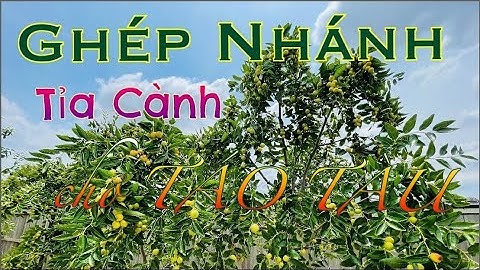 Thời Điểm Vàng Để Tỉa Cành & Ghép Nhánh Cho Cây Táo Tàu. Ghép Sugarcane Jujube vào GA866 Jujube. TX