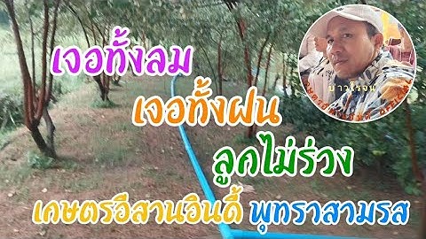 พุทราสามรสฝนตกลมแรงลูกไม่ร่วง!!ทำได้ใง#พุทราสามรส#โคกหนองนาโมเดล