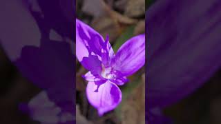 Bug Eye. Through The Forest From The Perspective Of An Insect