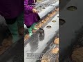 Traditional Farming Techniques For Perfect Crop Growth