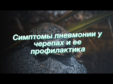 Симптомы пневмонии у черепах и ее профилактика