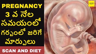 3rd Month Baby in Womb In Telugu | Pregnancy 3rd Month Baby Development , Scan and Diet In Telugu
