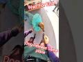 Morning Same Place Owner Friendly Dog Release #dog #release #streetdogrescue #pets #animals #ytshort