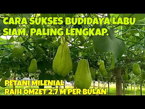 Video: Kapan Anda bisa menanam labu siam?