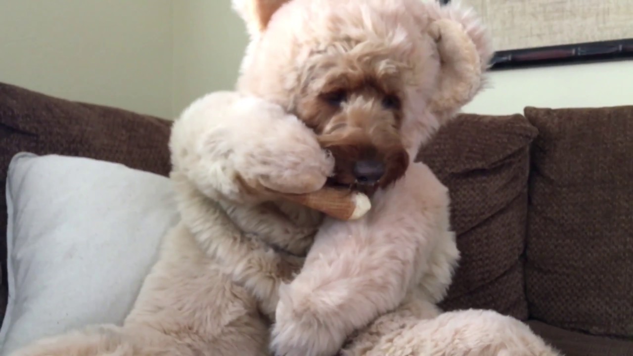 New Teddy Bear Dog Eats Ice Cream Cone Youtube