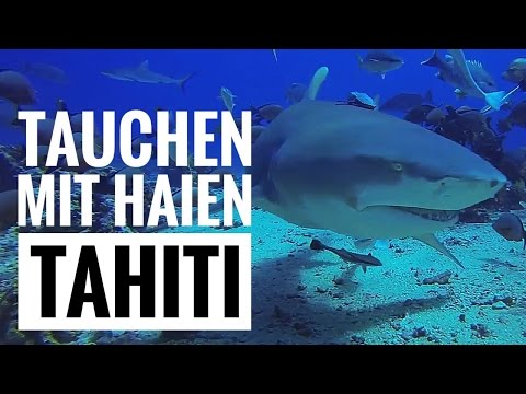 Video: Tauchen Mit Haien In Französisch-Polynesien