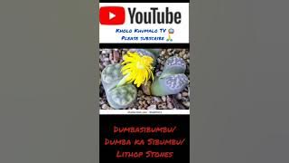 Incazelo ngoDumbasibumbu/uDumba ka Sibumbu/ Lithop Stones . By Kholo Khumalo TV 📺