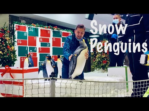 Penguins at Ski Dubai