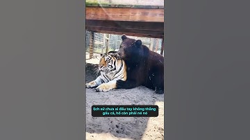 Cắm trại ngoài trời, nếu gấu nâu tấn công thì phải làm sao? #shorts #kienthuc #facts #xuhuong #viral