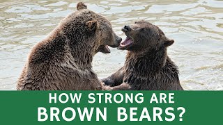 How Strong are Brown Bears on Running and Swimming? | Learning about Animal Species by Animal facts by Datacube 4,375 views 2 years ago 1 minute, 13 seconds