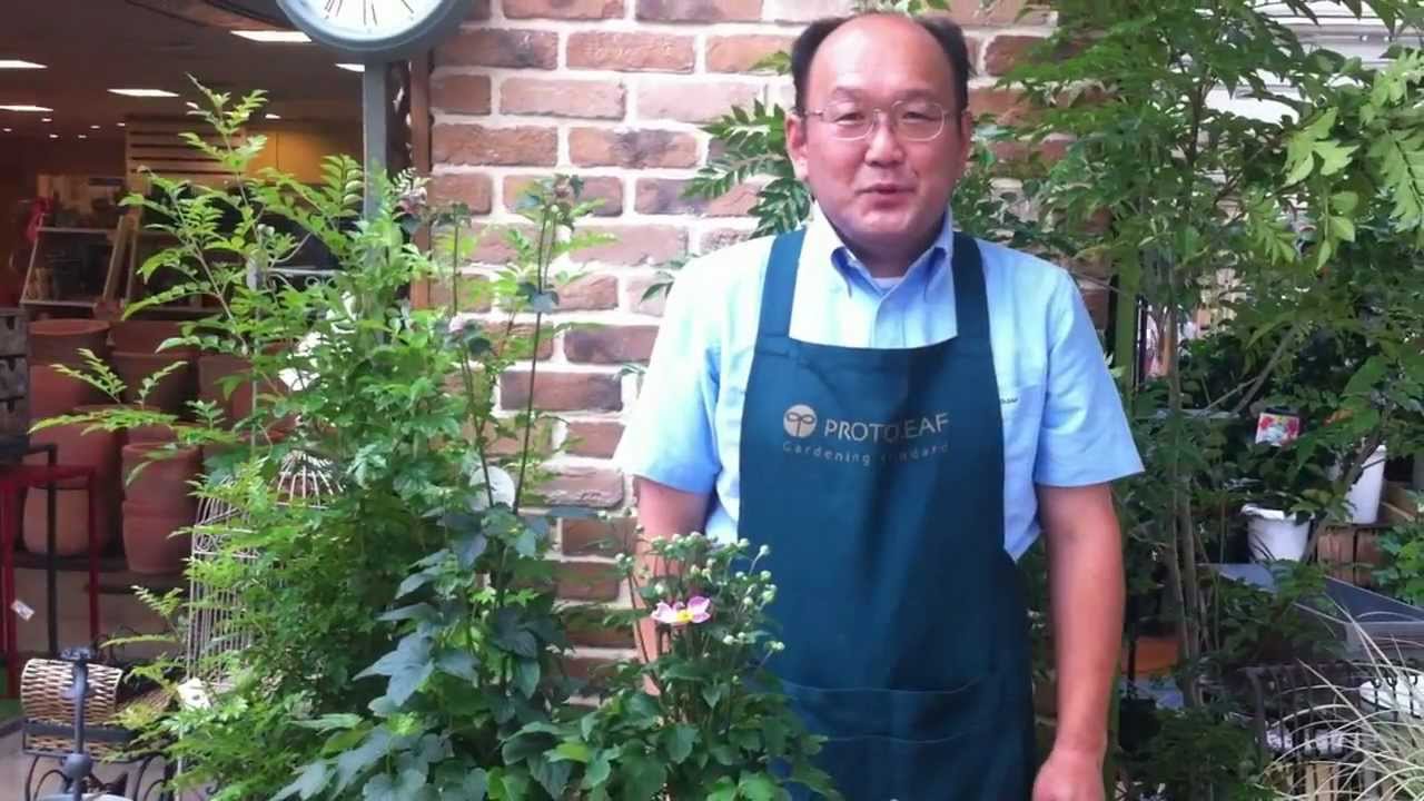 鉢植えのシュウメイギクの育て方 植え替え 株分け方法も 植物の栽培のはてな