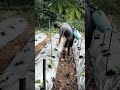 Siram pestisida alami #berkebun #pestidanamabati #shortsvideo