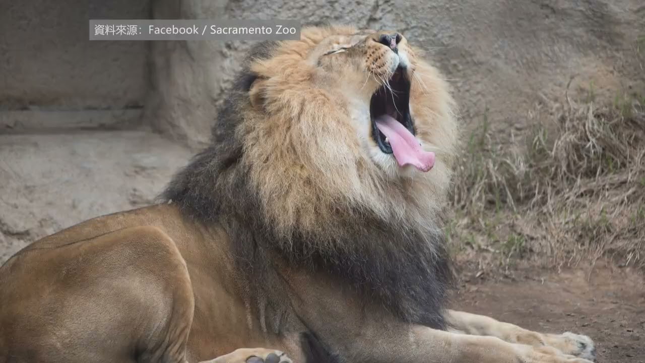 【天下新聞】北加州: 沙加緬度動物園明星非洲獅逝世