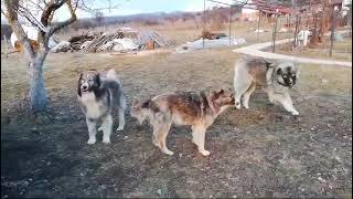 Ciobănesc Românesc Carpatin În Canisa De Plai Bistrițean. Proprietar Daniel Balaban